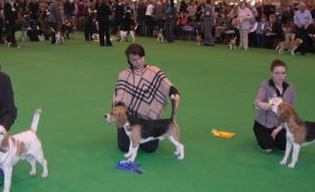 crufts