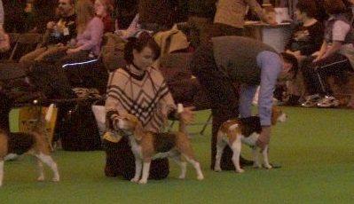 crufts